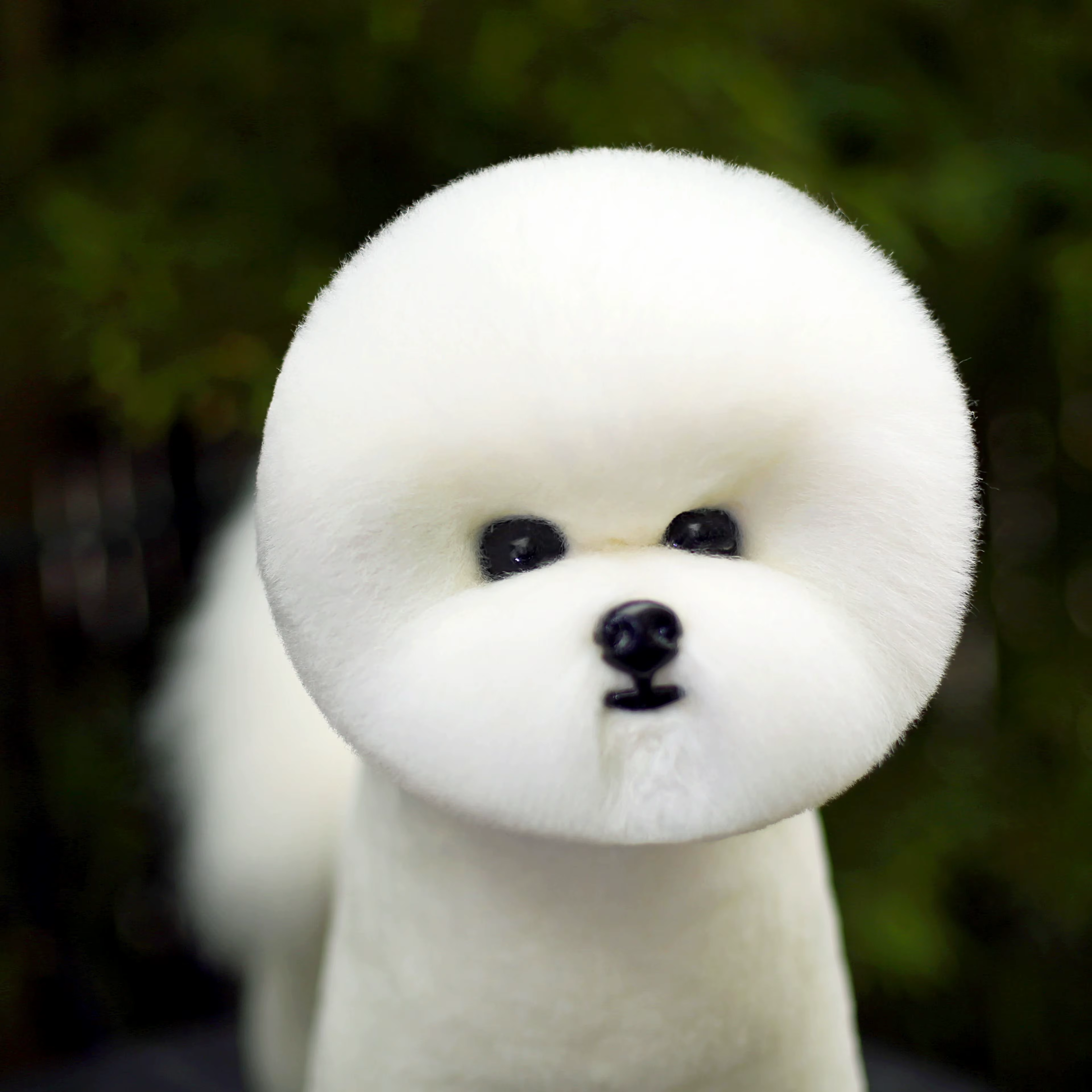 Perruque de cheveux complets Bichon pour la pratique du toilettage