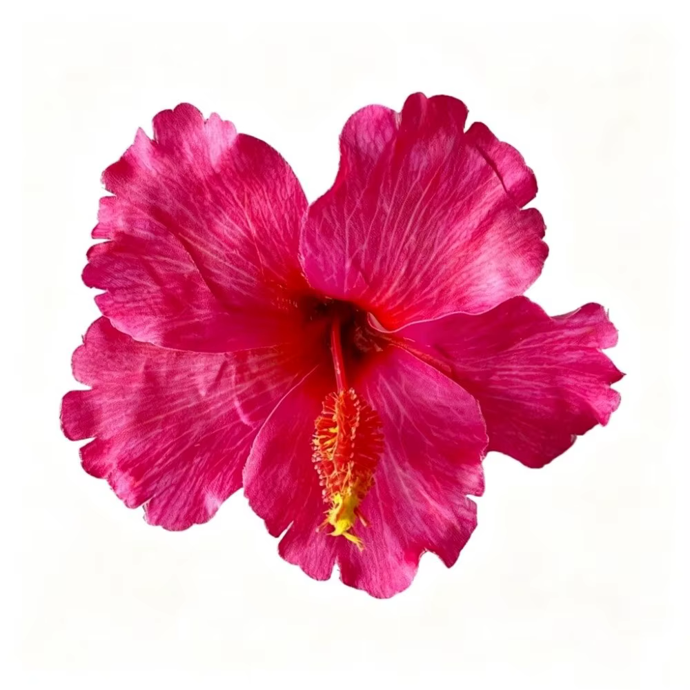 Pince à cheveux fleur d'hibiscus artificielle