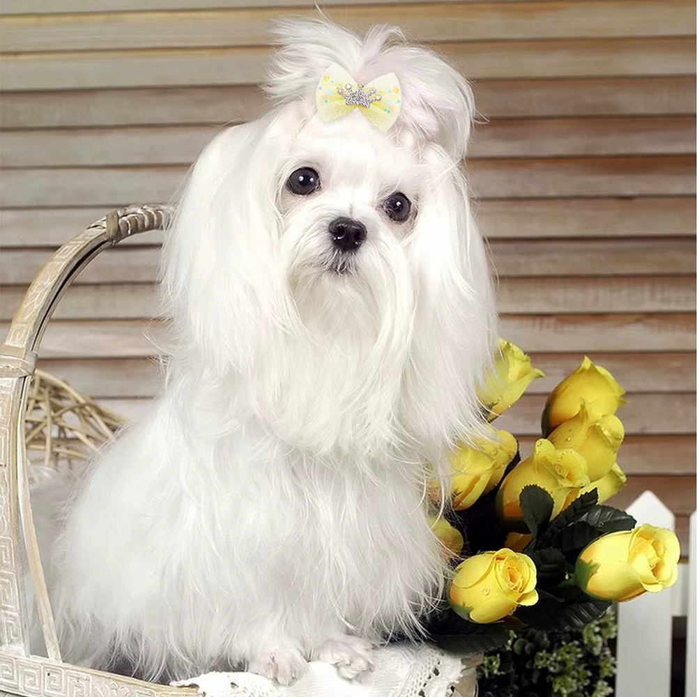 Pinces à cheveux en dentelle pour chien