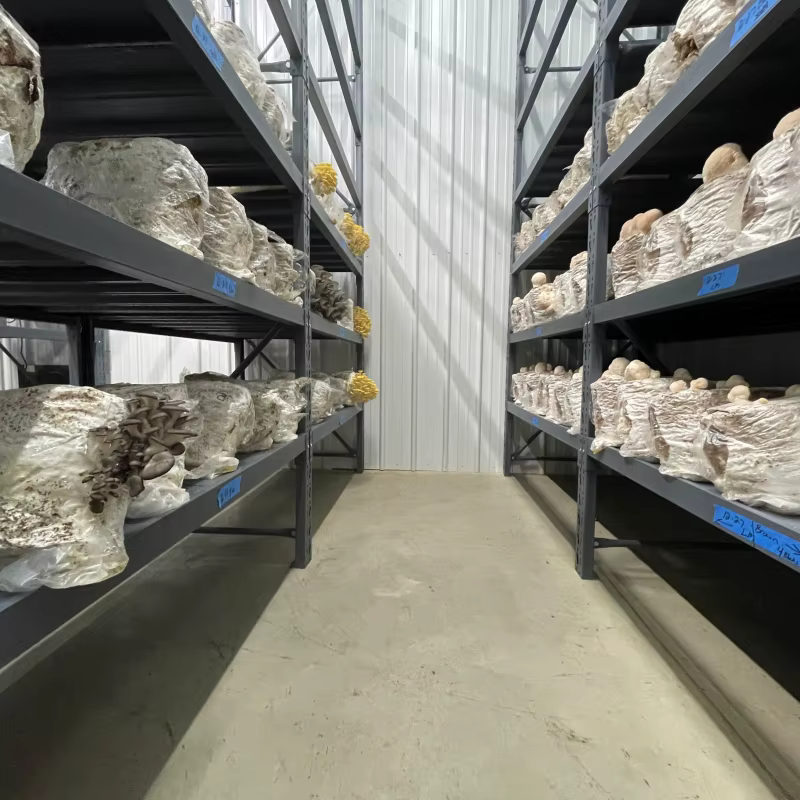 Conteneur de culture de champignons pour l'élevage de mycètes, avec dimensions et caractéristiques personnalisées pour la production commerciale